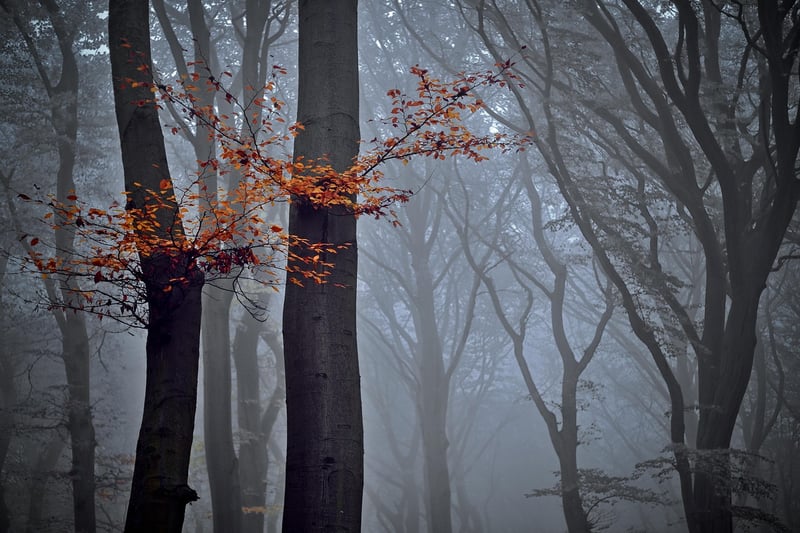 Enchanted Forest