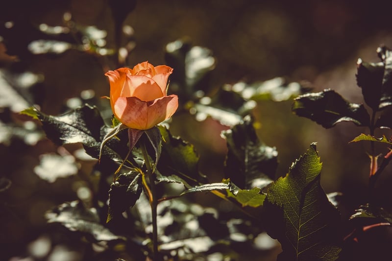 The Secret Garden